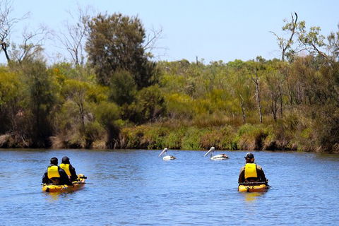 Private Guided River Kayak Tour - Hotel Gold Coast 4