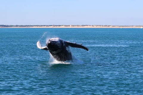 AOC Broome Whale Watching - Hotel Gold Coast 3