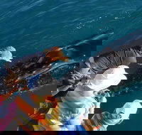 AOC Broome Whale Watching - Hotel Gold Coast