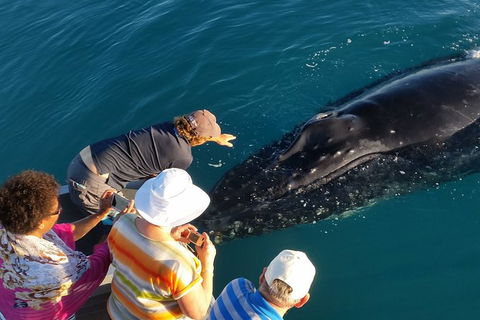 AOC Broome Whale Watching - Hotel Gold Coast 0
