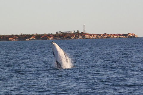 AOC Broome Whale Watching - Hotel Gold Coast 2