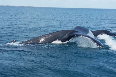 AOC Broome Whale Watching - Hotel Gold Coast 1