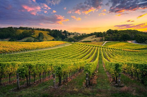 Swan Valley Sunset Wine Tour - Premium Small Group Tour - Hotel Gold Coast 0