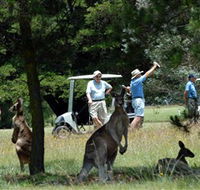 Glen Innes Golf Club - Hotel Gold Coast