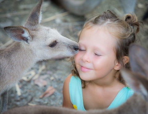 Wildlife Habitat - Hotel Gold Coast 2