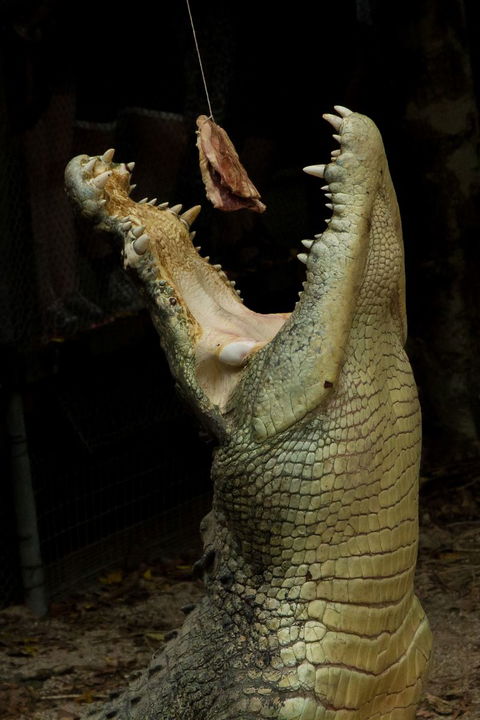 Wildlife Habitat - Hotel Gold Coast 4