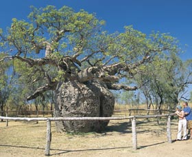 Boab Prison Tree - Hotel Gold Coast 0
