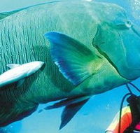 Aristocat Snorkel and Scuba Port Douglas - Hotel Gold Coast