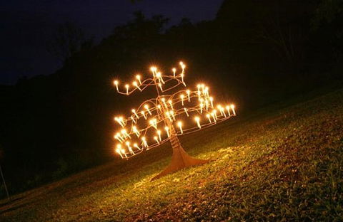 Flames Of The Forest - Hotel Gold Coast 4