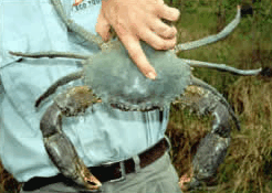 Whitsunday Crocodile Safari - Hotel Gold Coast