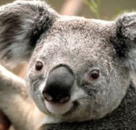 Wildlife Habitat - Hotel Gold Coast