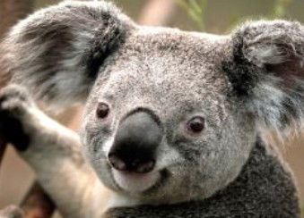 Wildlife Habitat - Hotel Gold Coast 0