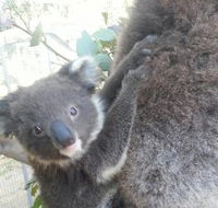 West Oz Wildlife Petting Zoos - Hotel Gold Coast
