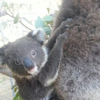 West Oz Wildlife Petting Zoos - Hotel Gold Coast 0