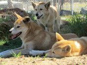 West Oz Wildlife Petting Zoos - Hotel Gold Coast 1