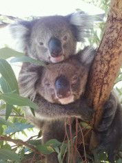 West Oz Wildlife Petting Zoos - Hotel Gold Coast 4