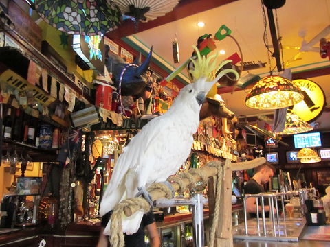 A Friend In Hand - Hotel Gold Coast 0