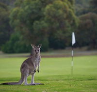 Anglesea Golf Club - Hotel Gold Coast