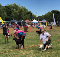 Dogs in the Park Orange - Hotel Gold Coast