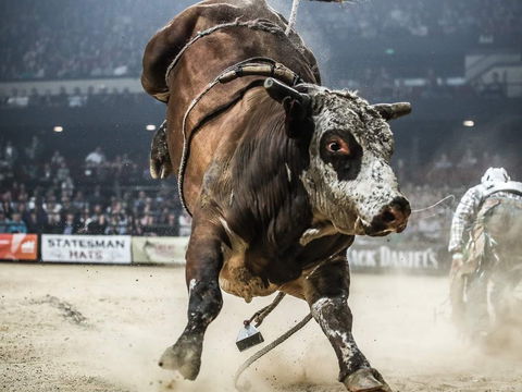 PBR Hawkesbury Stampede - Hotel Gold Coast 1