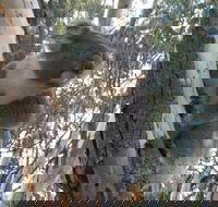 Annual Koala Count - Hotel Gold Coast