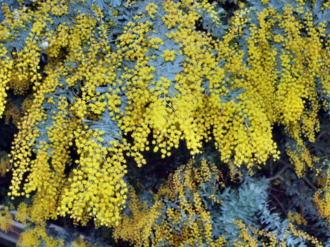 Australian Wattle Day @ The Old Bus Depot Markets - Hotel Gold Coast 0