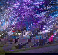 Grafton Jacaranda Festival - Hotel Gold Coast