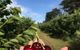 National Cherry Festival - thumb 0