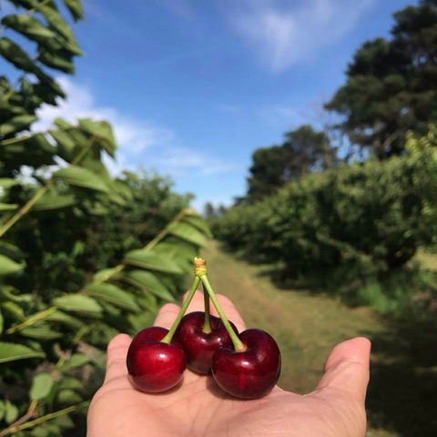 National Cherry Festival - Hotel Gold Coast 0