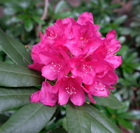 Rhododendrons at Brangayne - Hotel Gold Coast