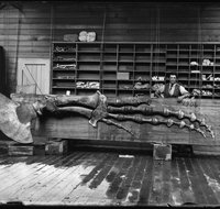 Capturing Nature Early photography at the Australian Museum 1857  1893 - Hotel Gold Coast