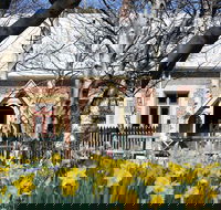 Daffodils at Rydal - Hotel Gold Coast