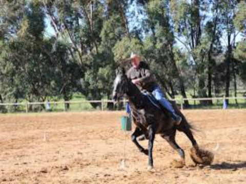 Glen William Gymkhana - Hotel Gold Coast 1