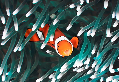 Great Barrier Reef Masters Games - Hotel Gold Coast 1