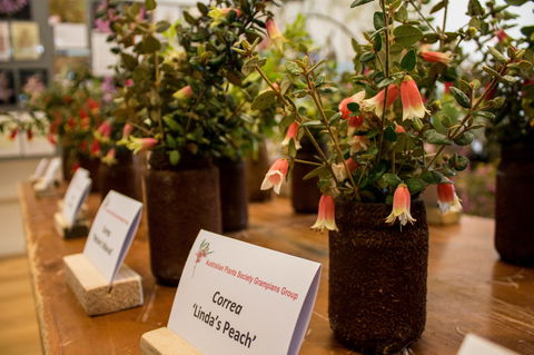 Pomonal Native Flower Show - Hotel Gold Coast 1