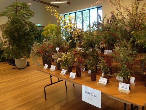Pomonal Native Flower Show - Hotel Gold Coast 2