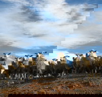 Annual Bredbo Sheep Dog Trials - Hotel Gold Coast