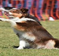 Dogs in the Park NSW Orange - Hotel Gold Coast