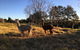 Muswellbrook Northside B & B - thumb 2