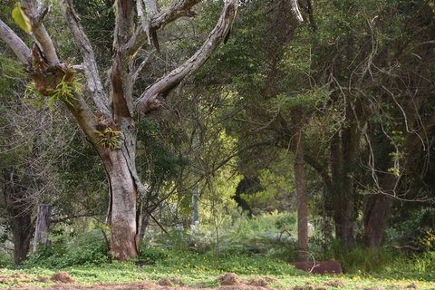 The Lodge Mapleton Falls - Hotel Gold Coast 7