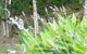 Magnolia Cottage - thumb 1