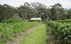 Pennyroyal Raspberry Farm & Cidery - thumb 6