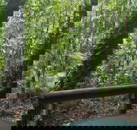 Daintree Crocodylus - Hotel Gold Coast