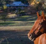 Historic Oak Hill House Estate Truffle Gourmet Festival Region - Hotel Gold Coast