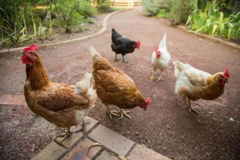 Malakai Farm Stay - Hotel Gold Coast 7