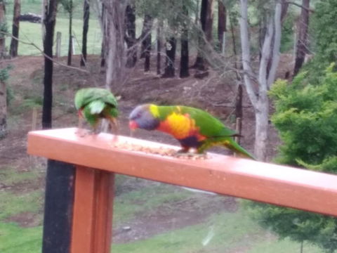 Kiah Country Gardens B & B - Hotel Gold Coast 6