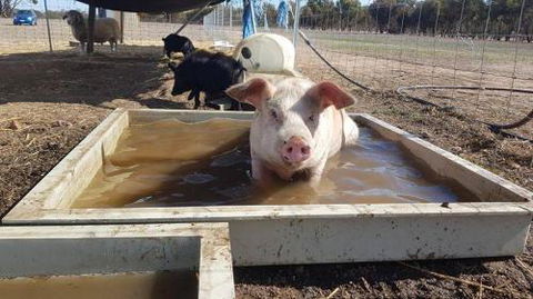 A Better Life Animal Sanctuary FarmStay Private Two Bedrooms Lounge Room & Bathroom & Toilet Shared Kitchen - Hotel Gold Coast 2