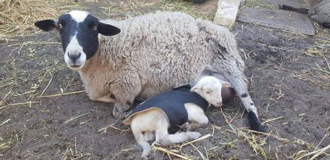 A Better Life Animal Sanctuary FarmStay Private Two Bedrooms Lounge Room & Bathroom & Toilet Shared Kitchen - Hotel Gold Coast 1