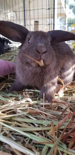 A Better Life Animal Sanctuary FarmStay Private Two Bedrooms Lounge Room & Bathroom & Toilet Shared Kitchen - Hotel Gold Coast 5