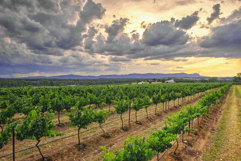 Adina Vineyard - Hotel Gold Coast 3